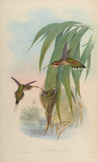 Phaethornis eurynome by John Gould